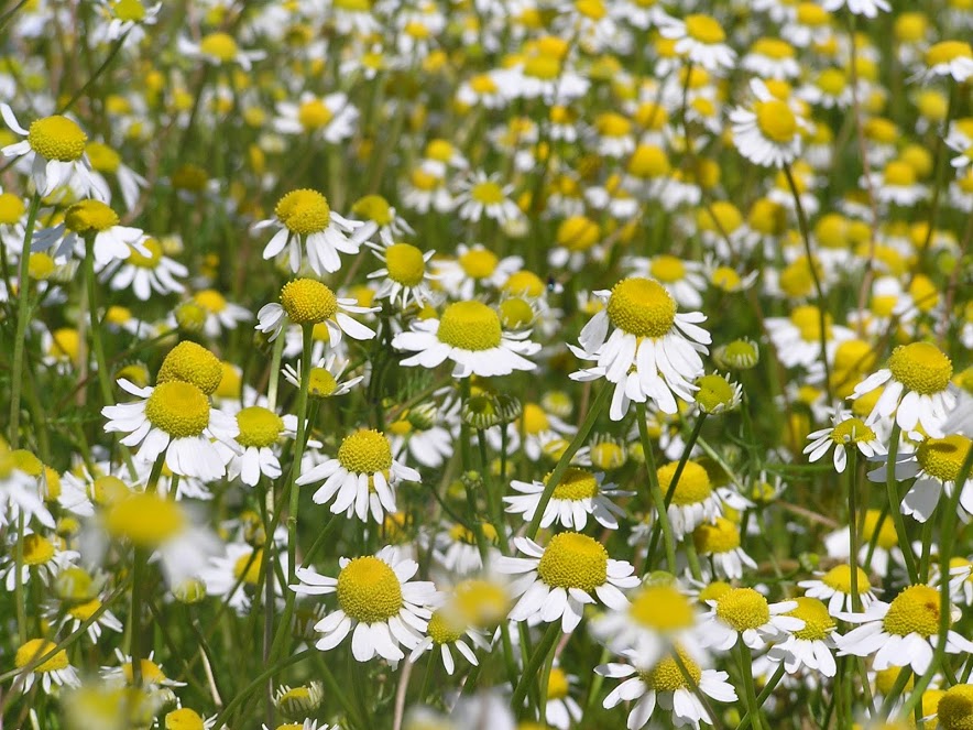 Organic Chamomile Essential Oil, Blue Ekowarehouse